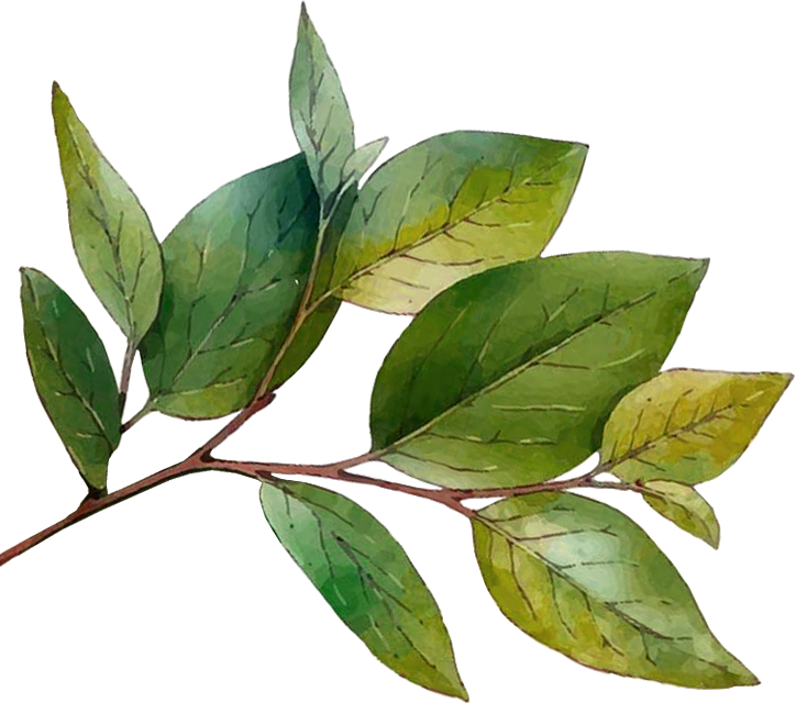 leaves-transparent-ltr-01