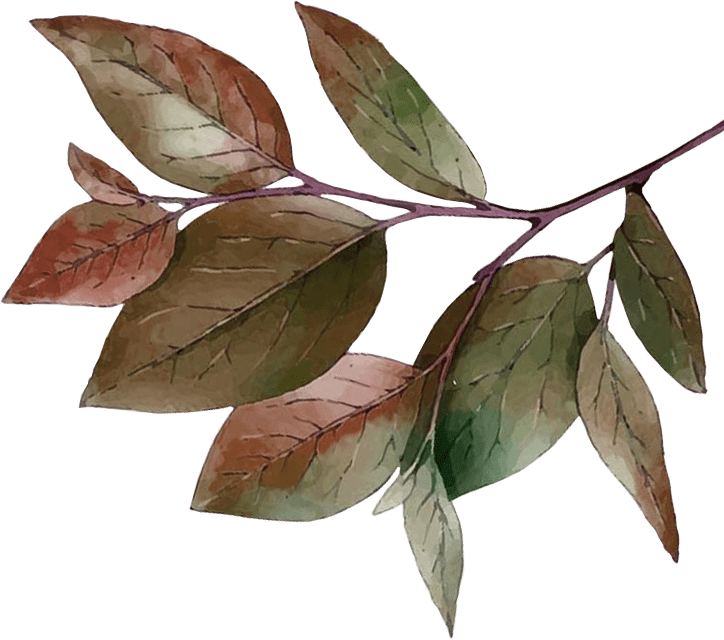 leaves-transparent-rtl-01-min